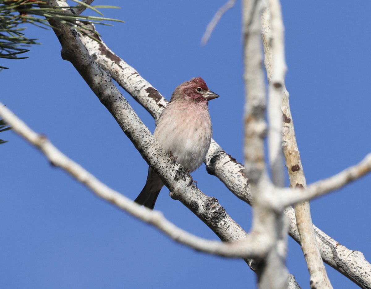 Cassin's Finch - ML644050535