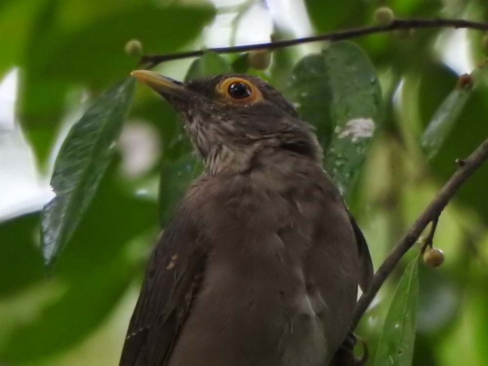 Spectacled Thrush - ML644050538
