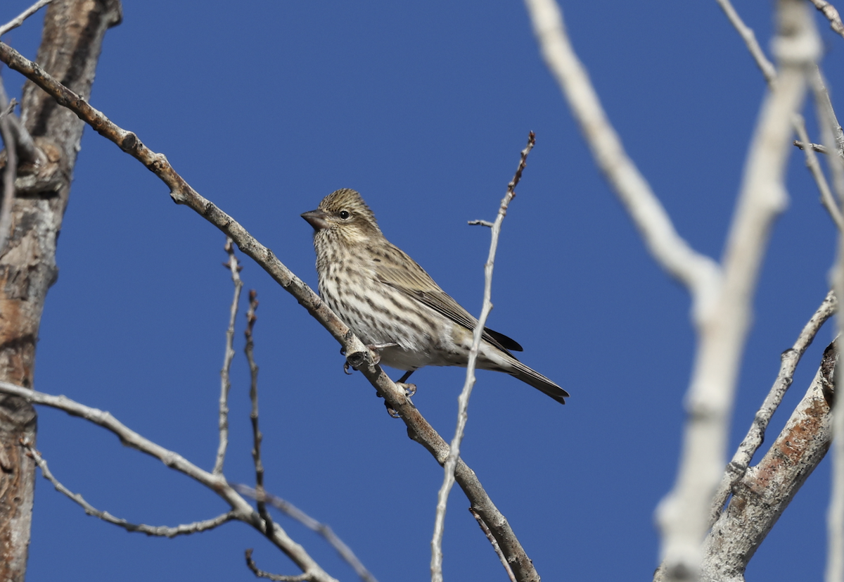 Cassin's Finch - ML644050543