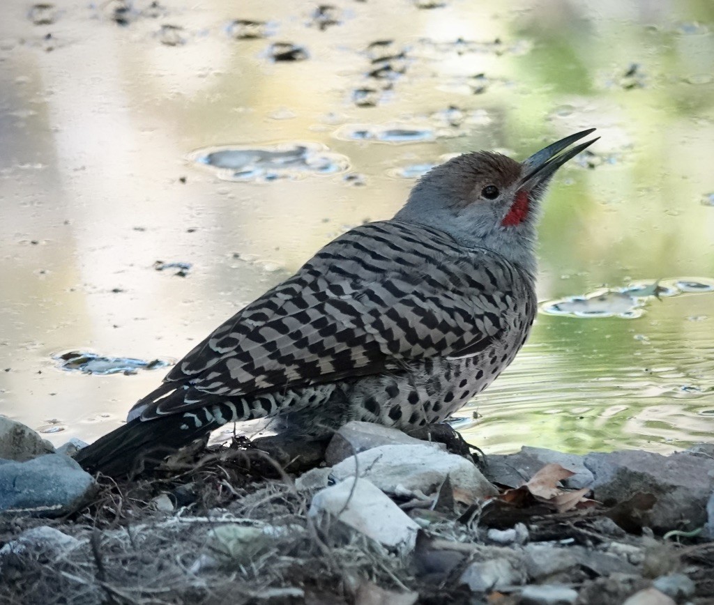 Northern Flicker (Red-shafted) - ML644050551