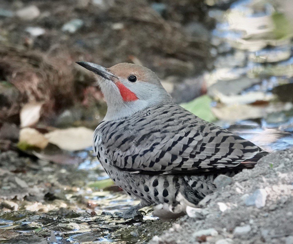 Northern Flicker (Red-shafted) - ML644050552