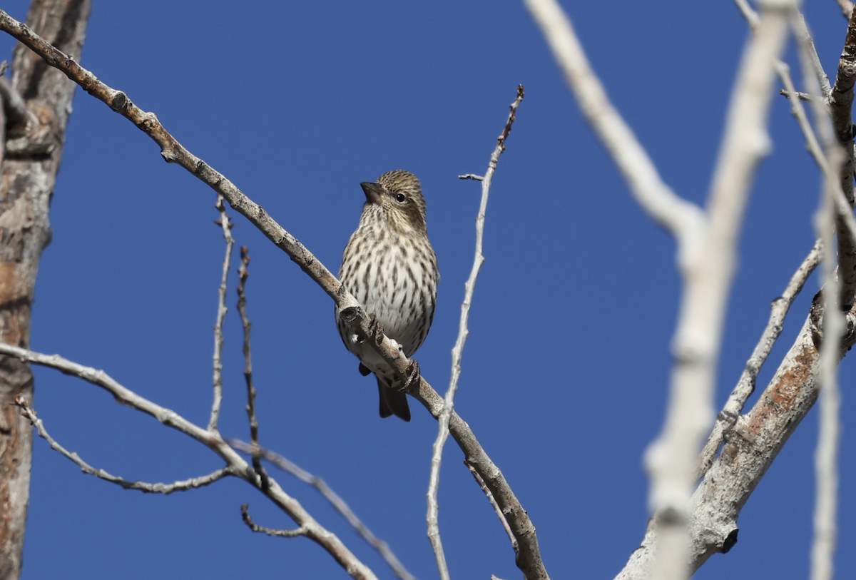 Cassin's Finch - ML644050553
