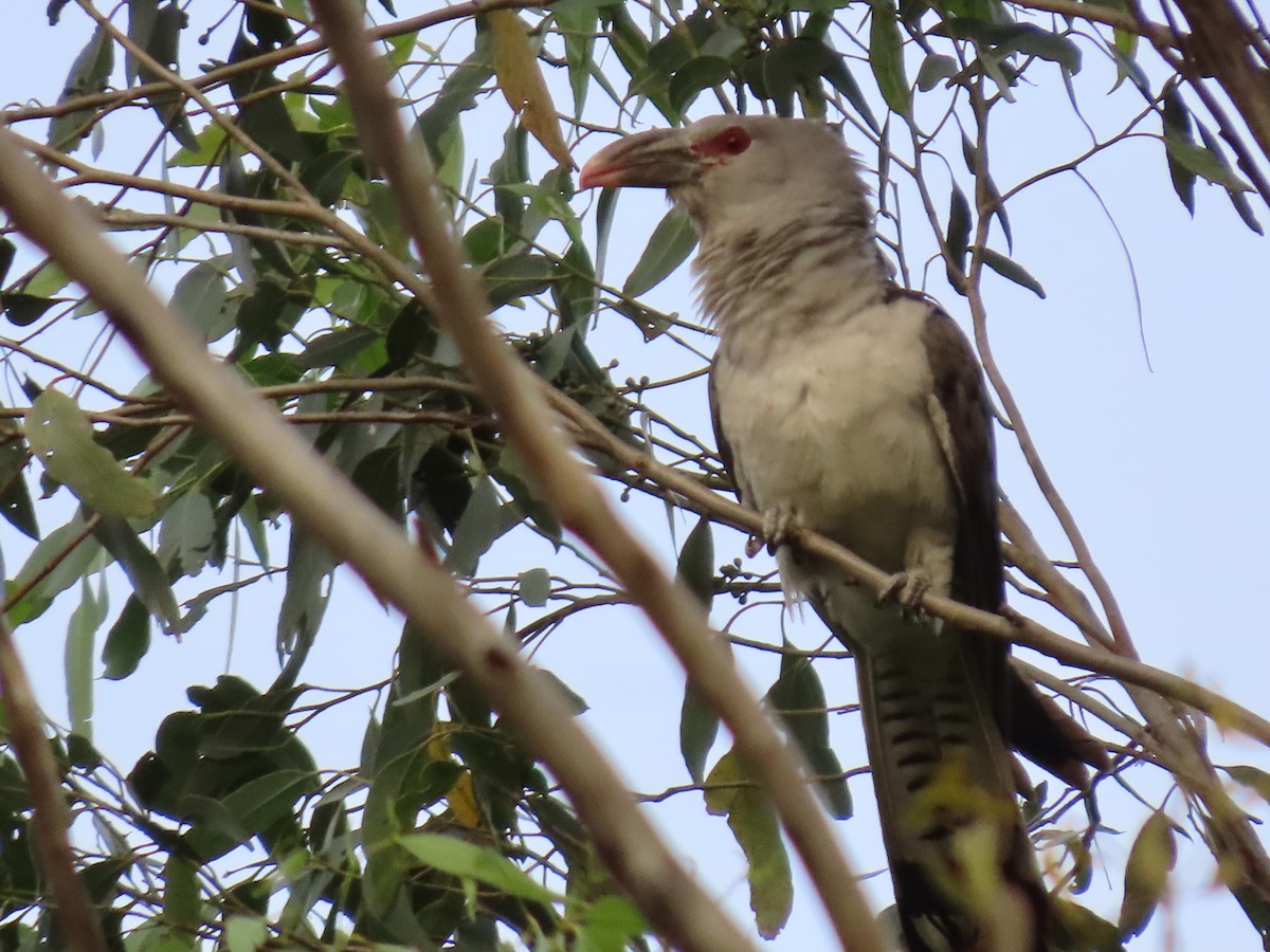 Channel-billed Cuckoo - ML644050558