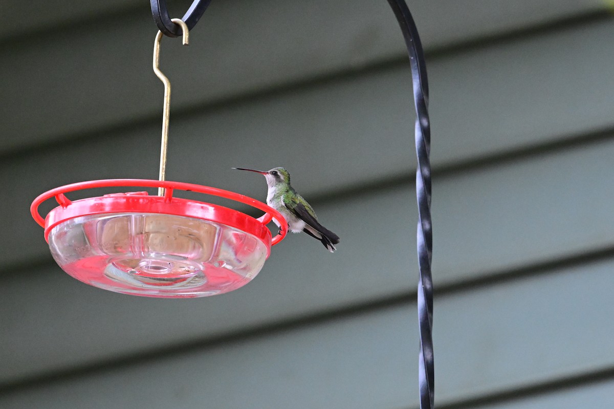 Colibri circé - ML644050560