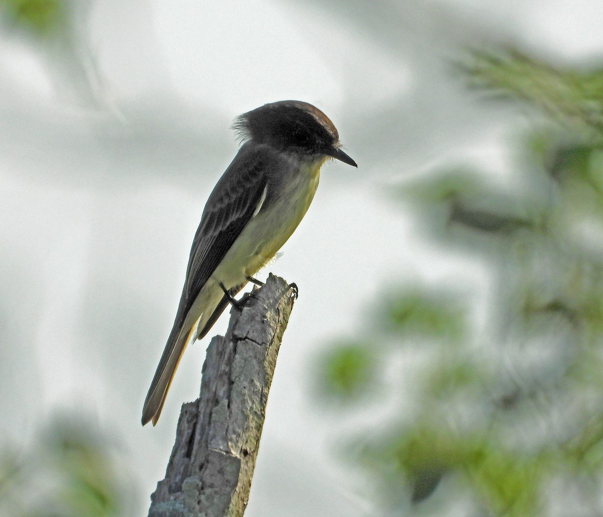 Mosquero Fibí - ML644050598