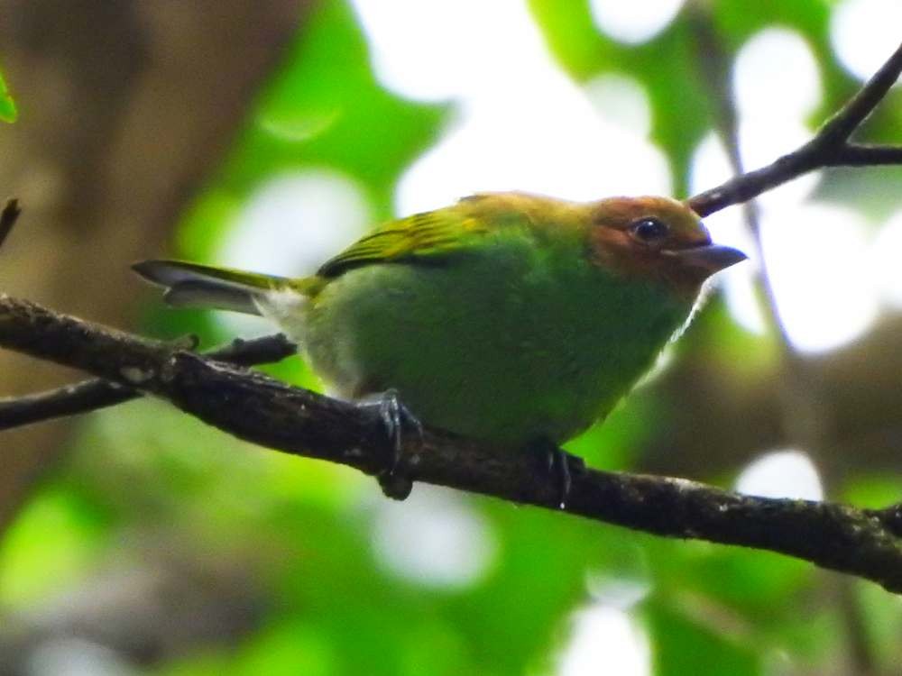 Bay-headed Tanager - ML644050601