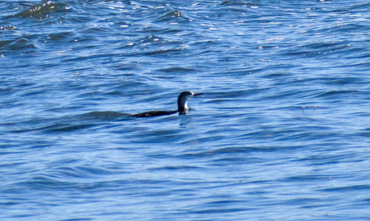Red-throated Loon - ML644050605