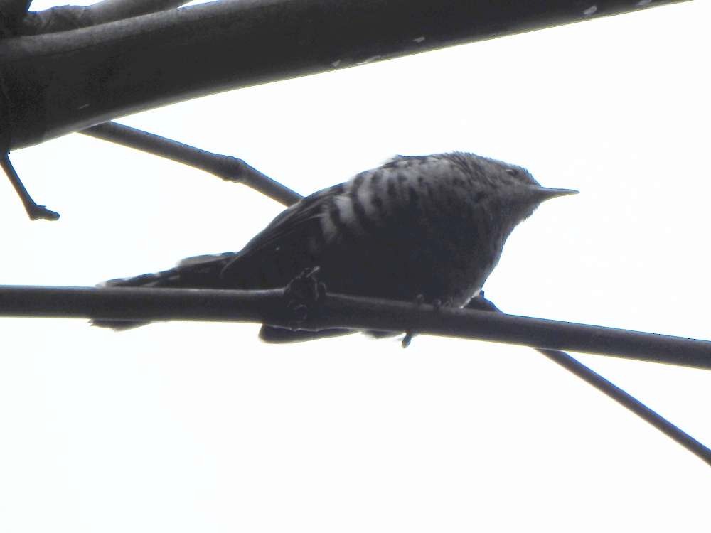 Stripe-backed Wren - ML644050609