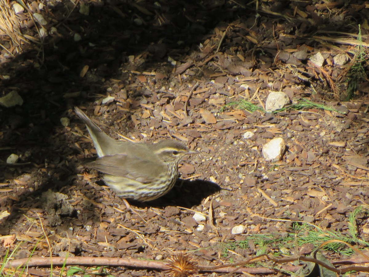 Northern Waterthrush - ML644050610