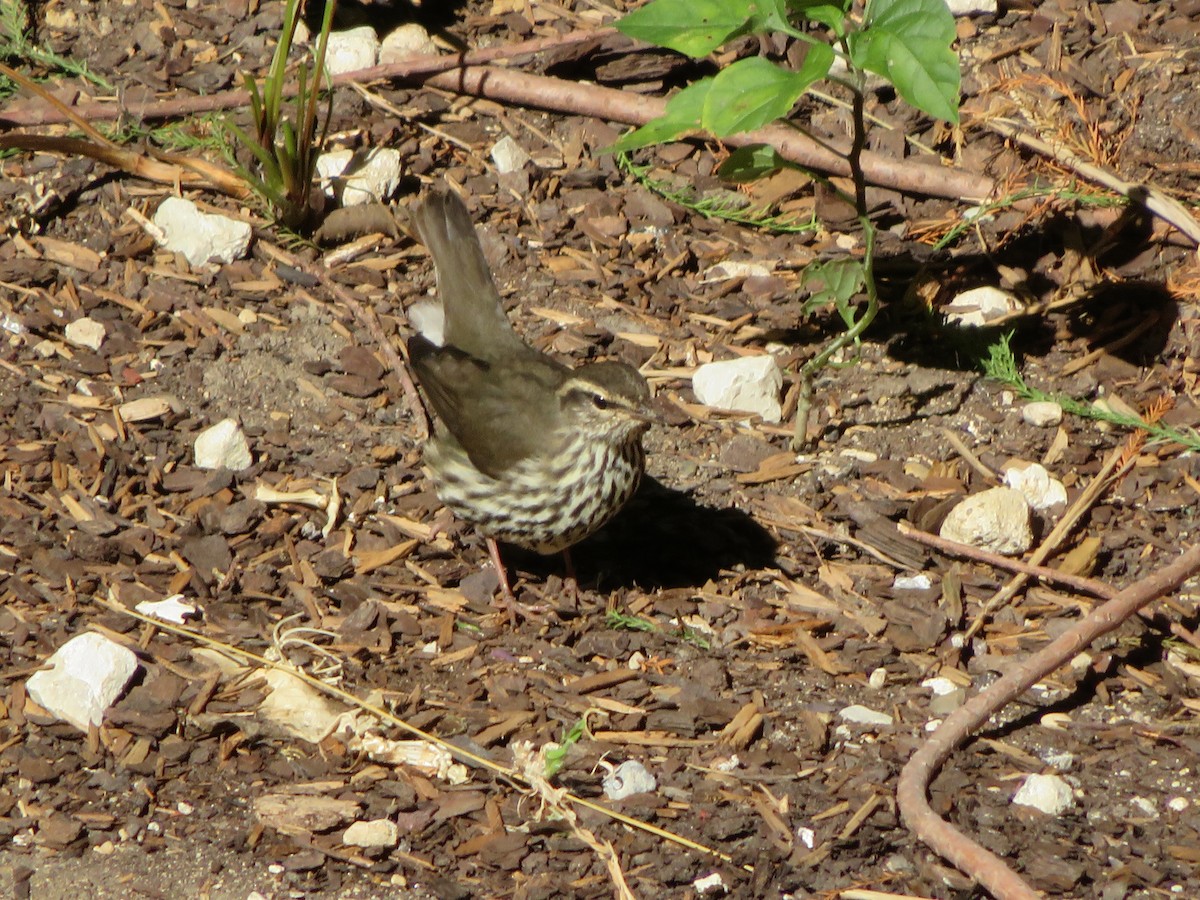 Northern Waterthrush - ML644050611