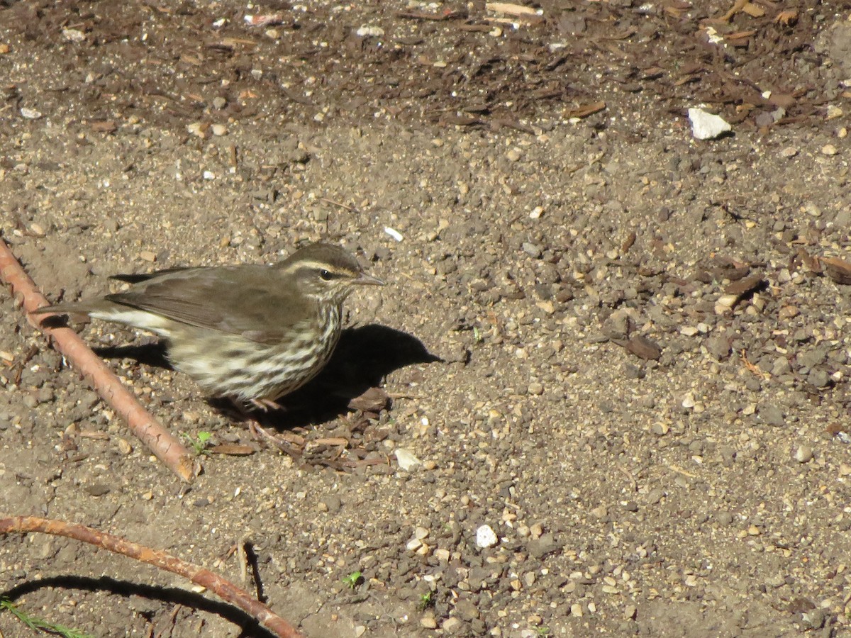 Northern Waterthrush - ML644050612