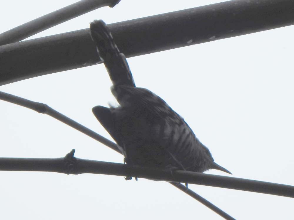 Stripe-backed Wren - ML644050622