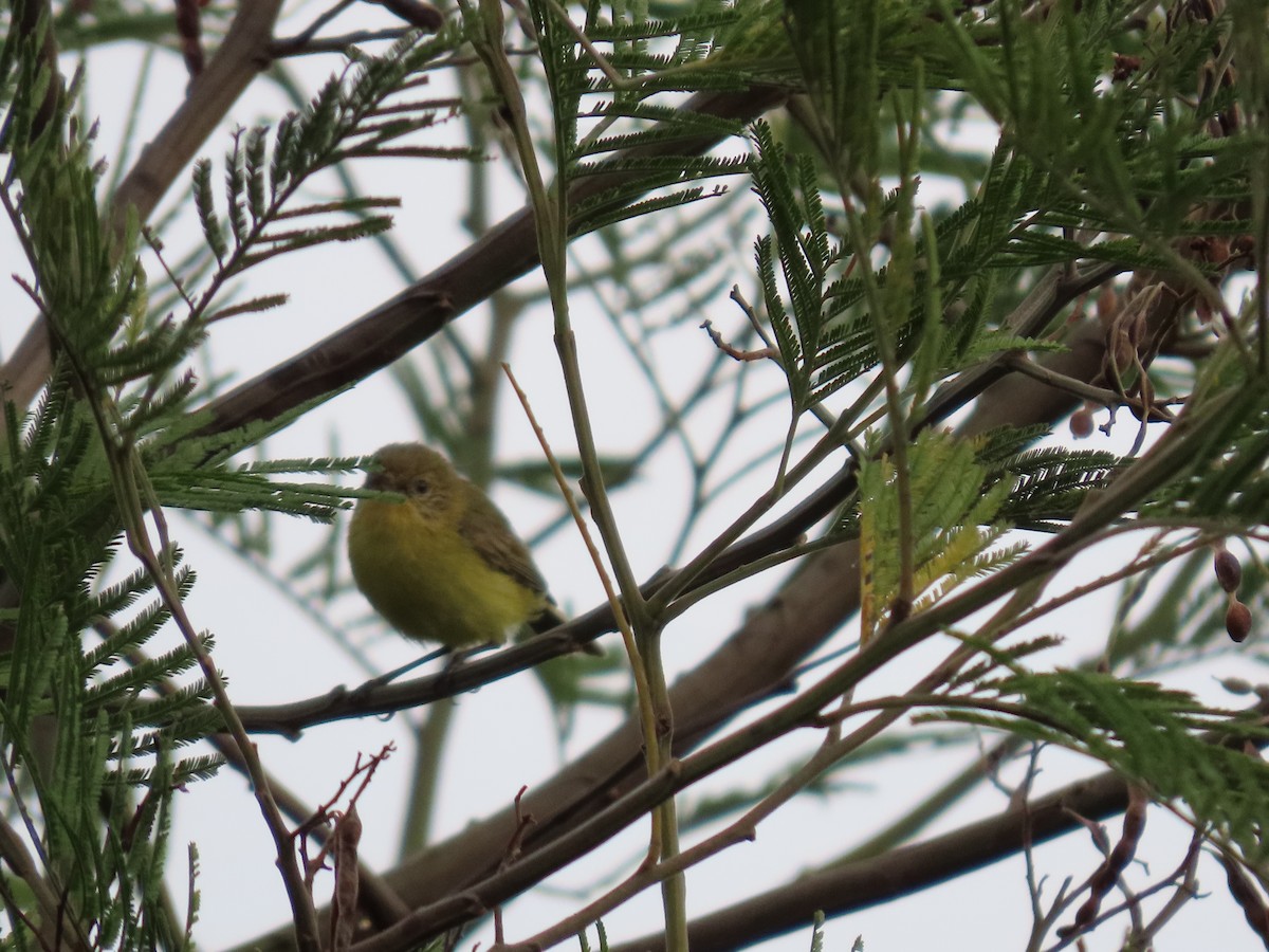 ヒメトゲハシムシクイ - ML644050623