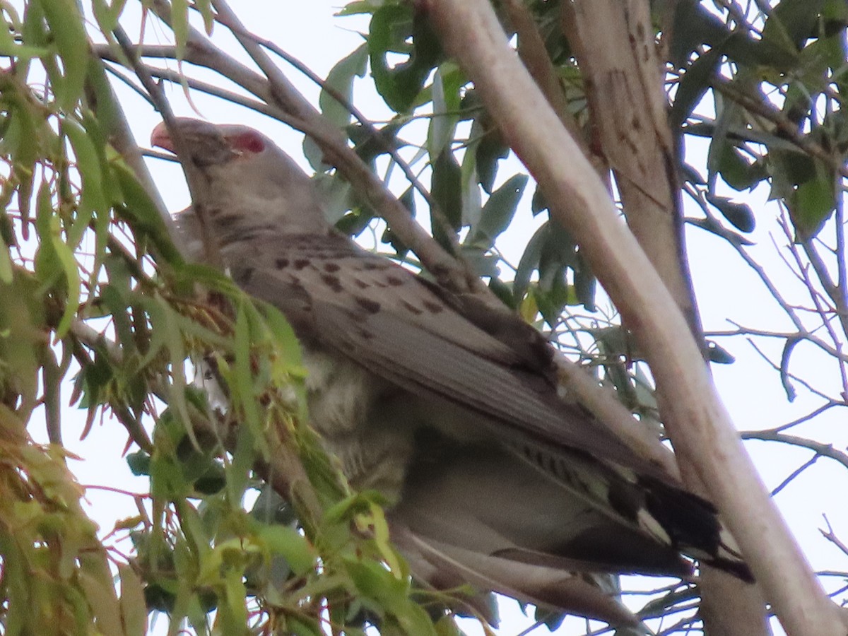 Channel-billed Cuckoo - ML644050639