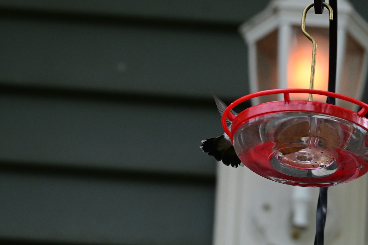 Colibri circé - ML644050646