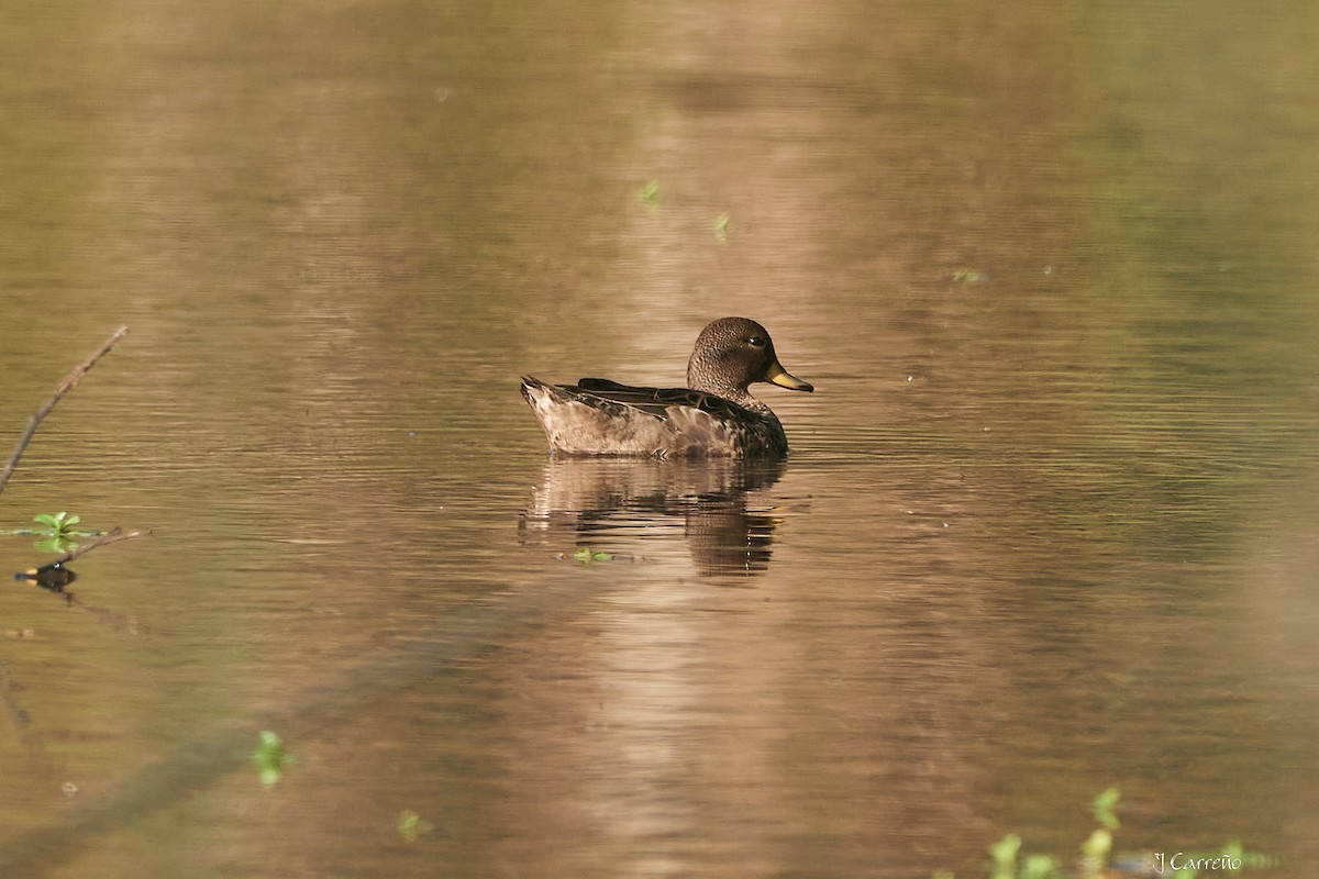 Yellow-billed Teal - ML644050652