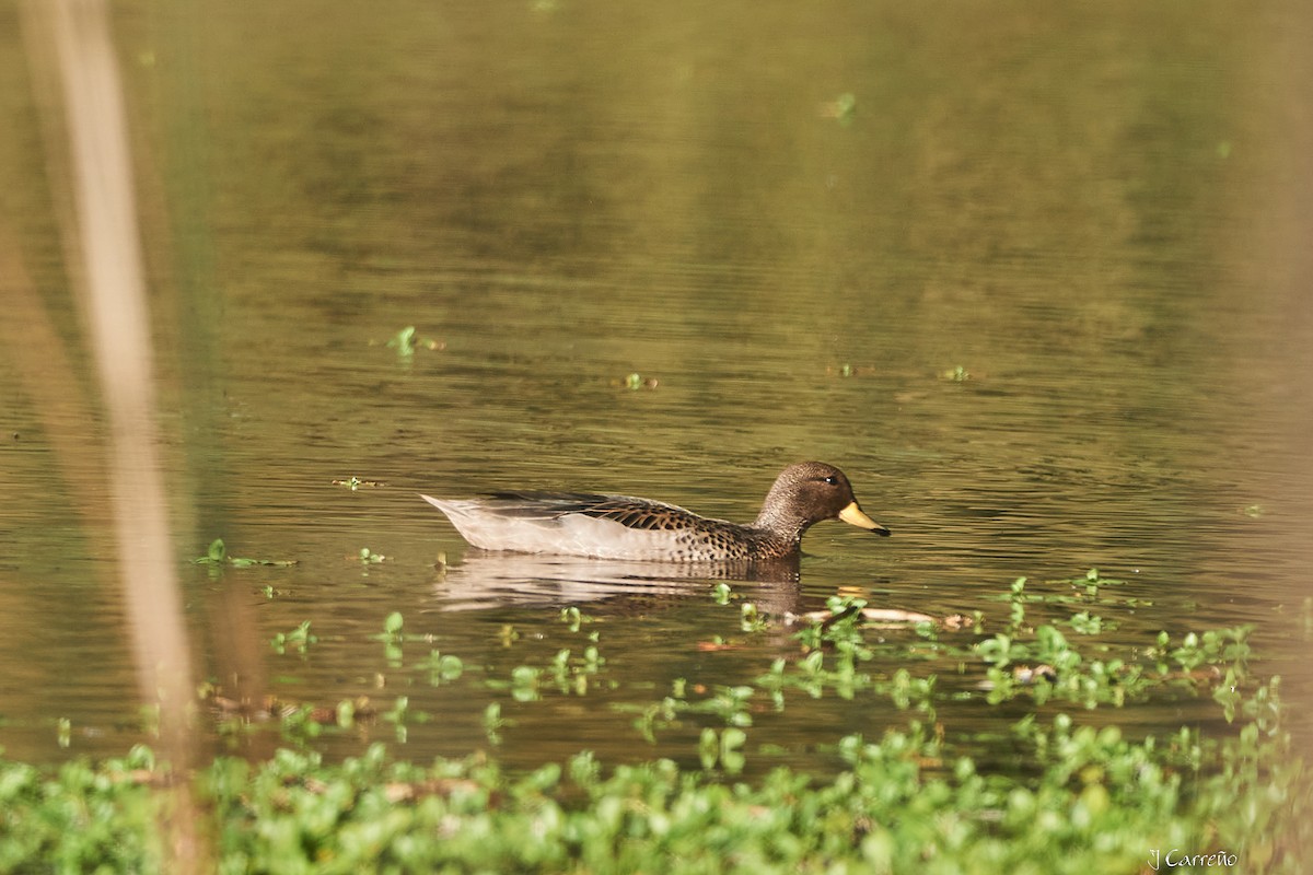 Yellow-billed Teal - ML644050653