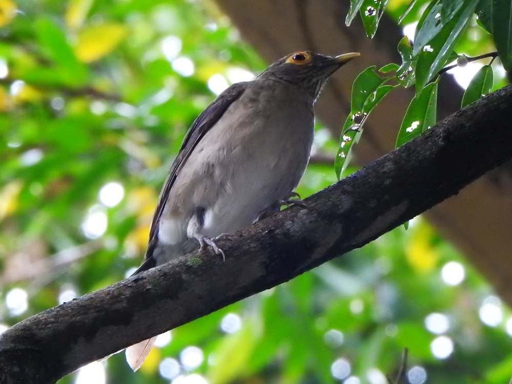 Spectacled Thrush - ML644050657
