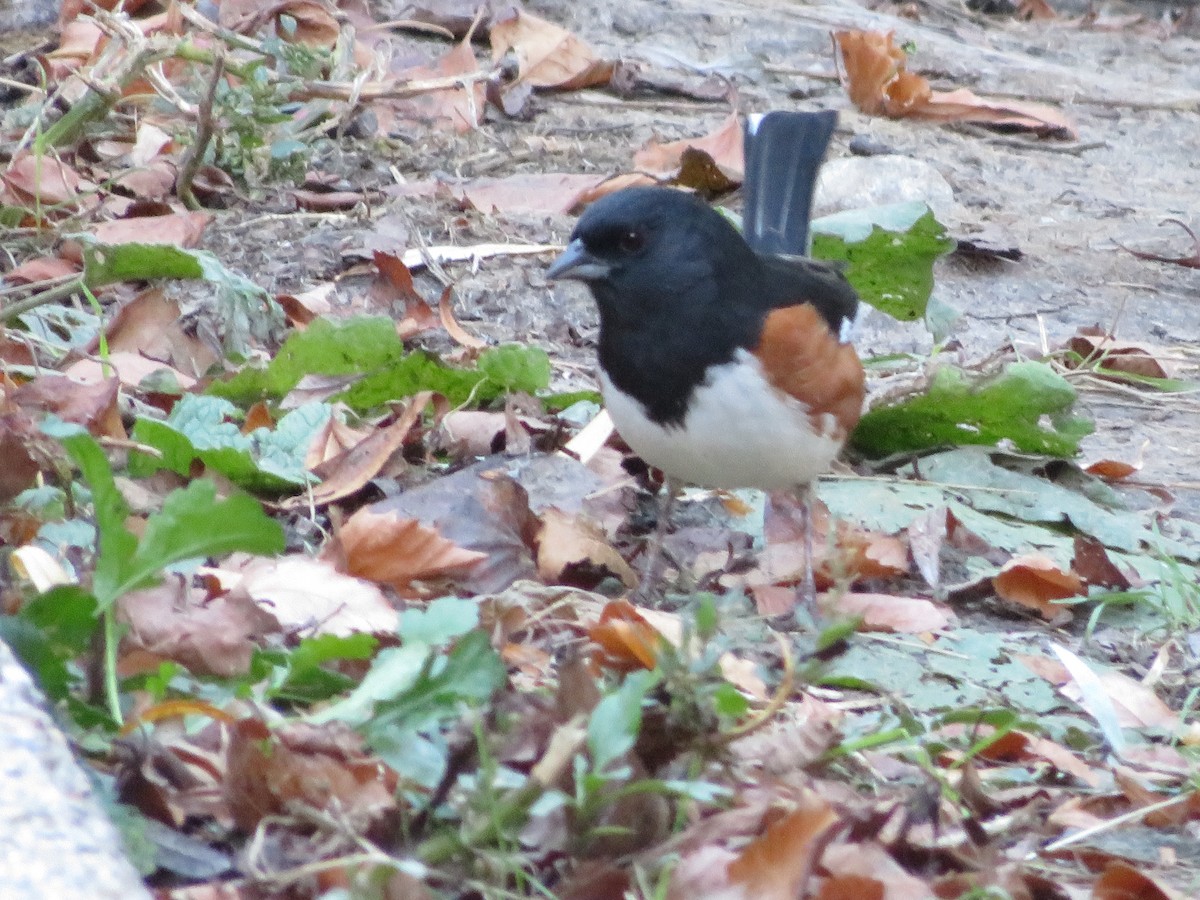 Eastern Towhee - ML644050666