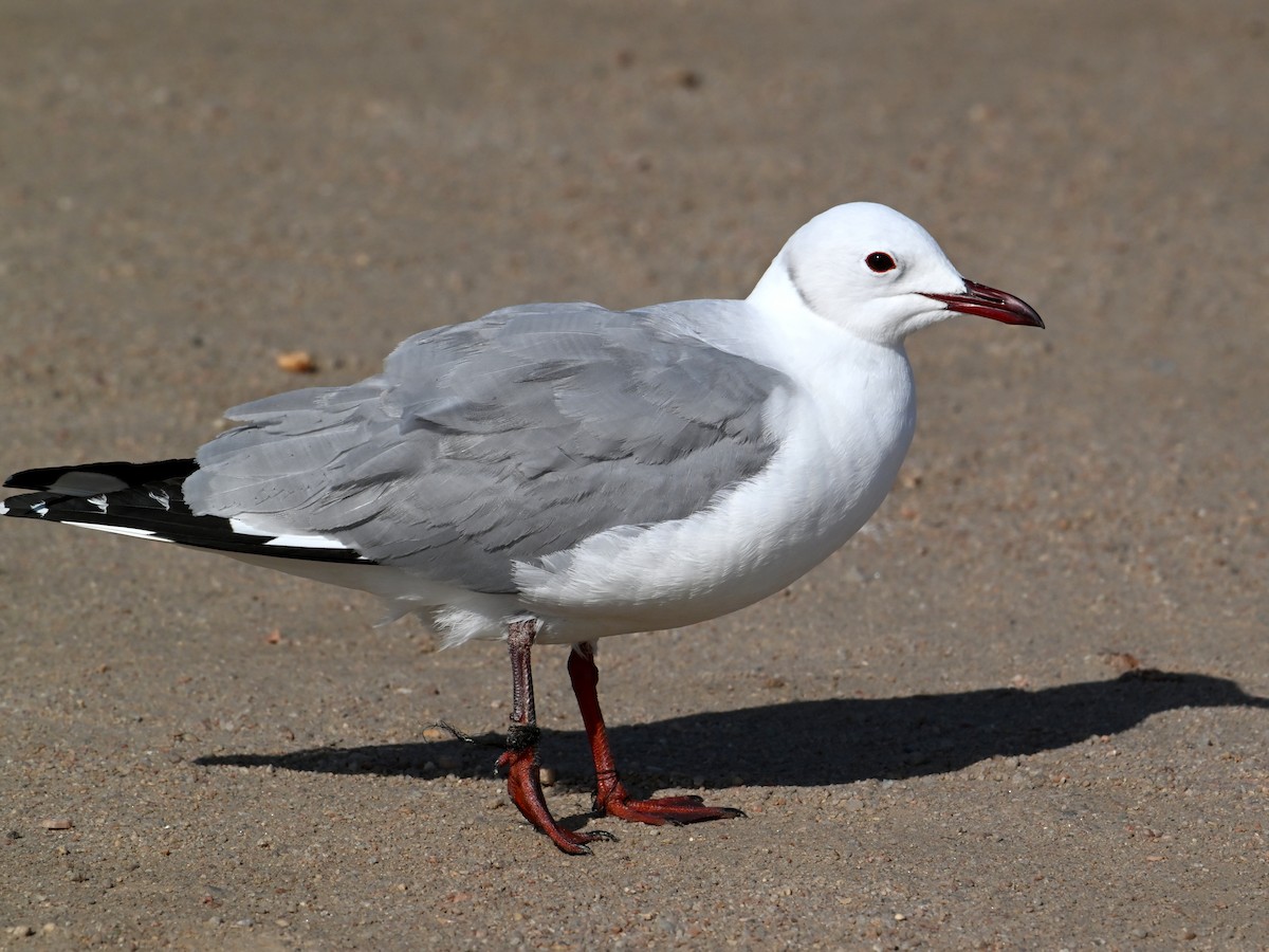 Hartlaub's Gull - ML644050696