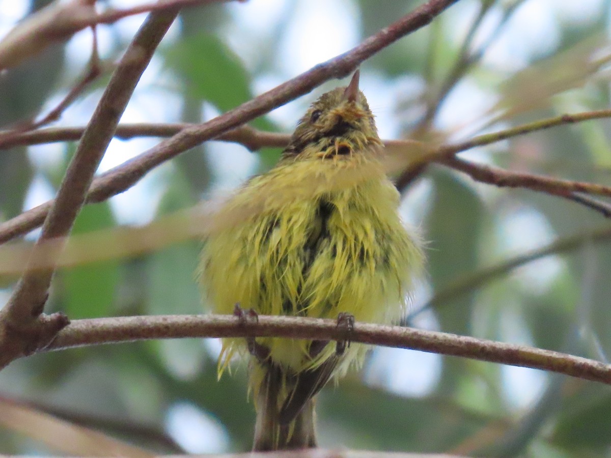 ヒメトゲハシムシクイ - ML644050713