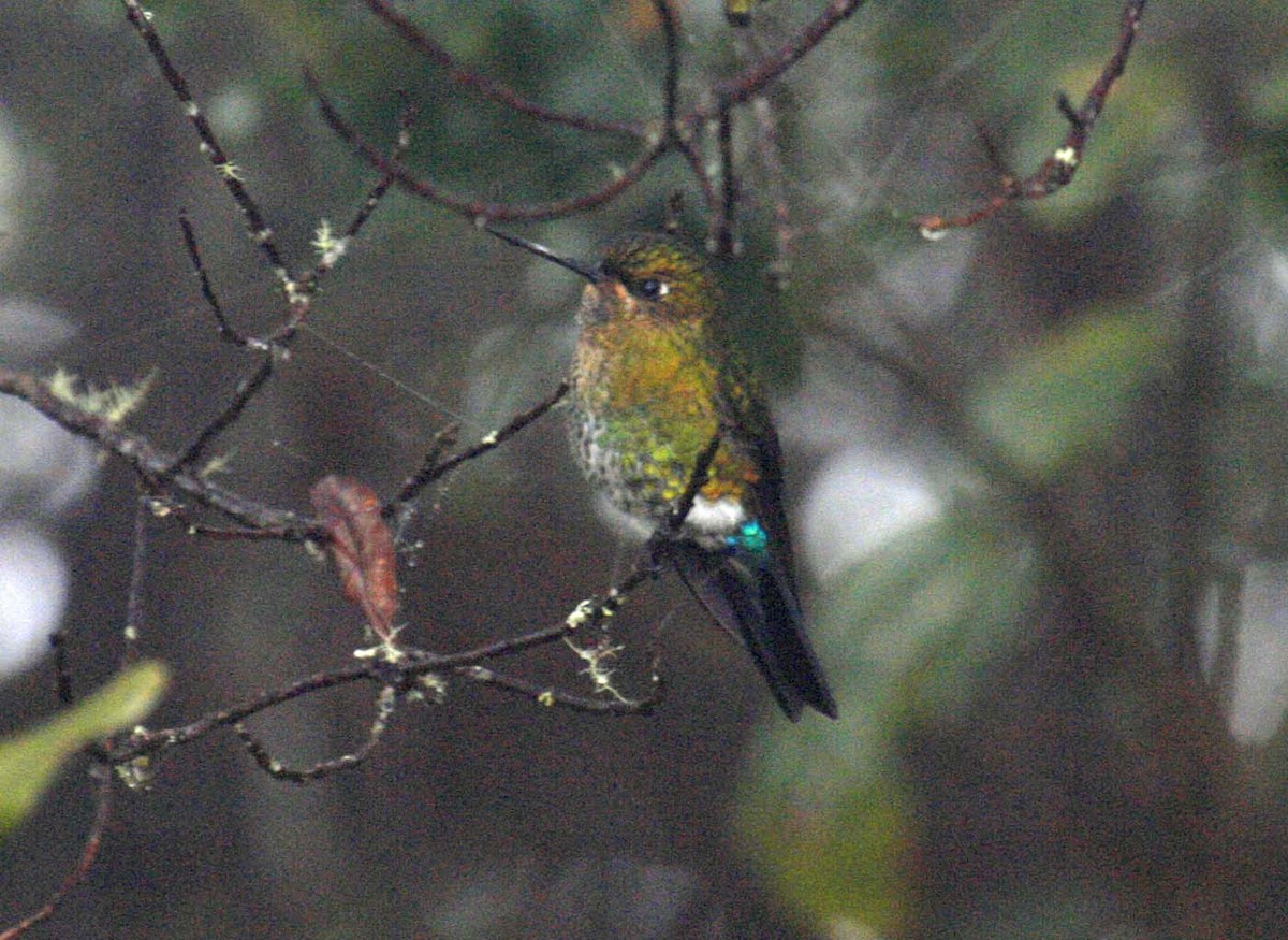 Glowing Puffleg - ML644050715