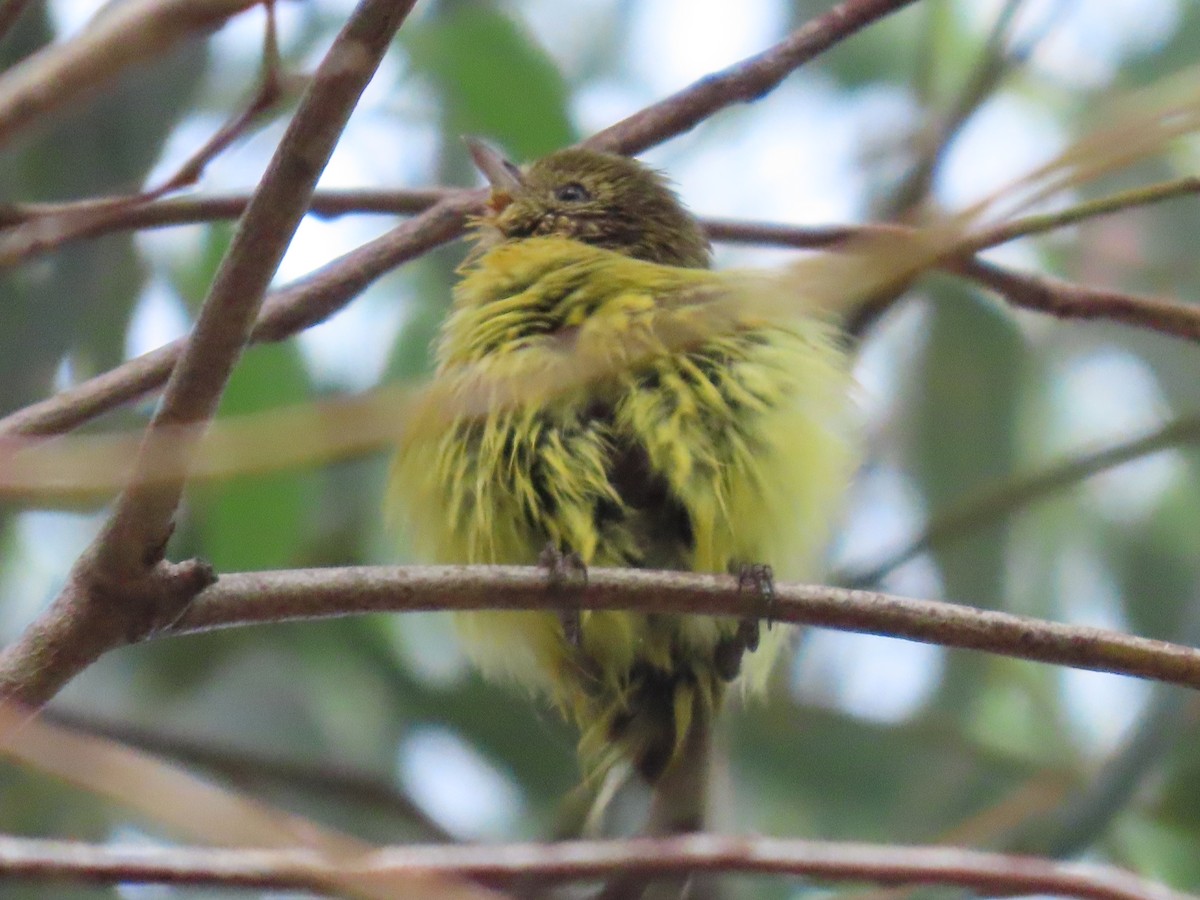 ヒメトゲハシムシクイ - ML644050721