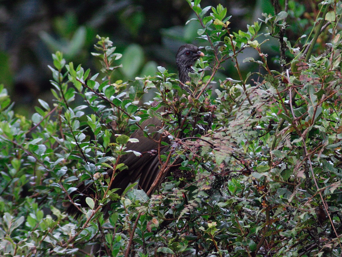 Andean Guan - ML644050726