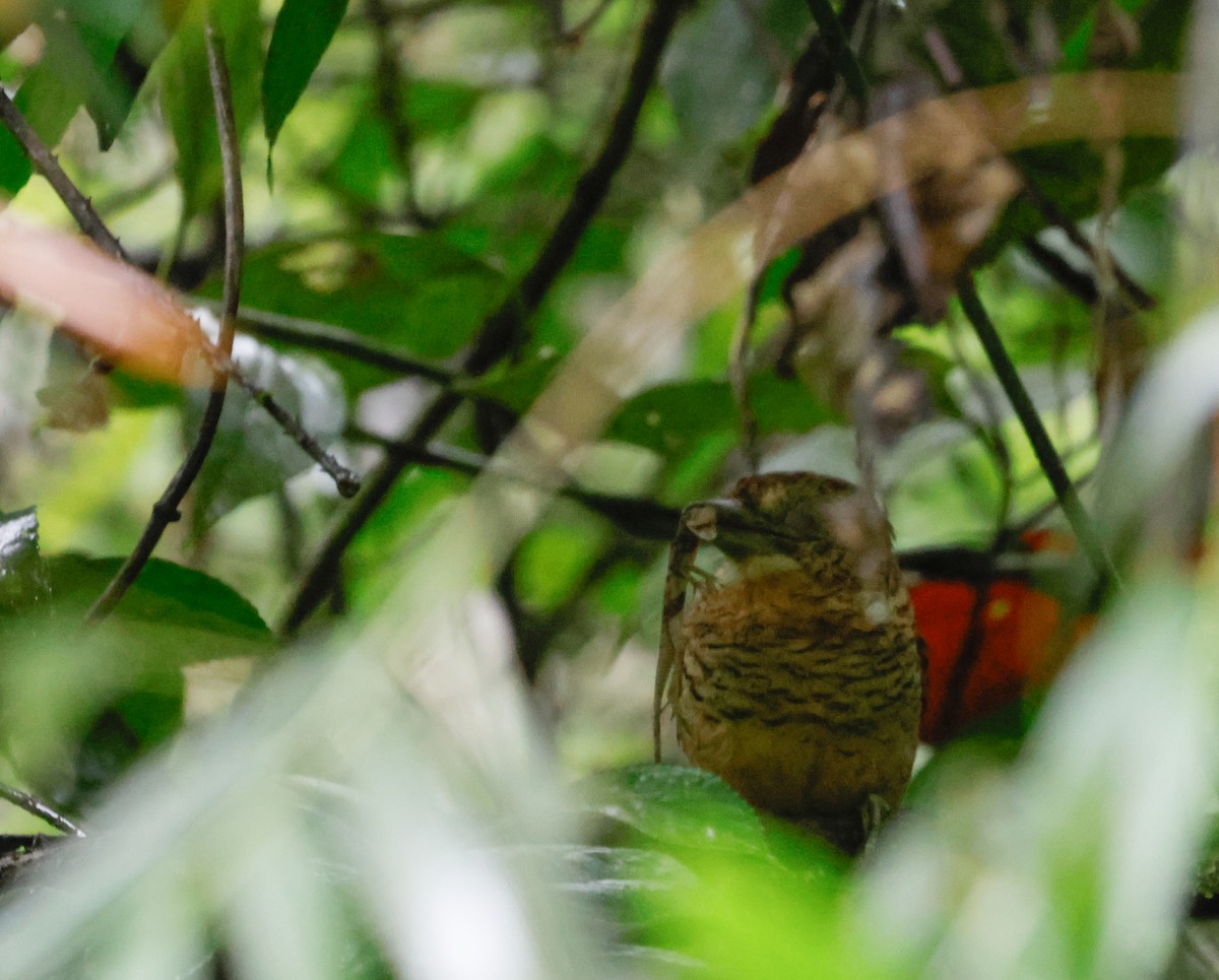 Barred Puffbird - ML644050729