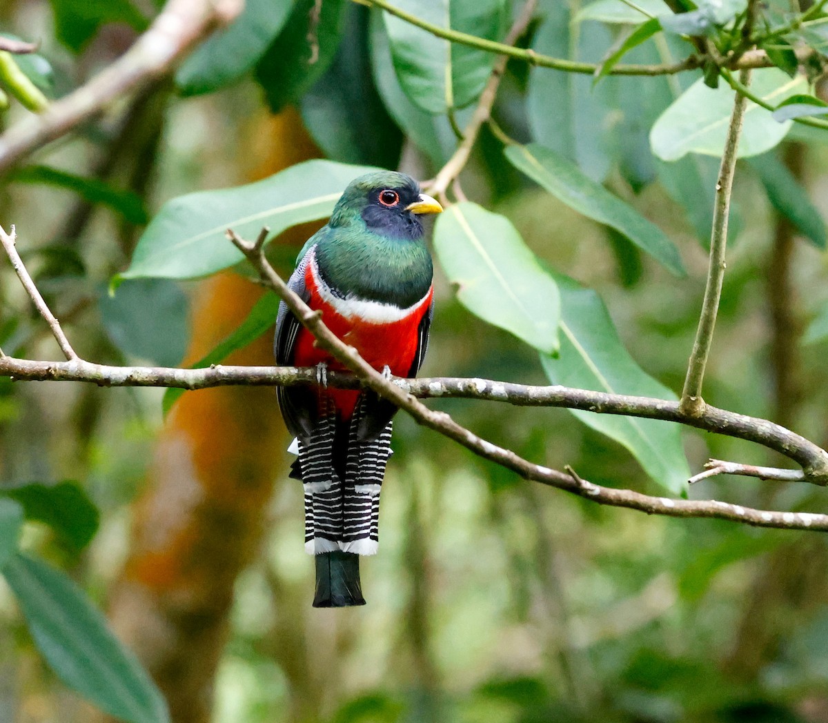 båndtrogon - ML644050735