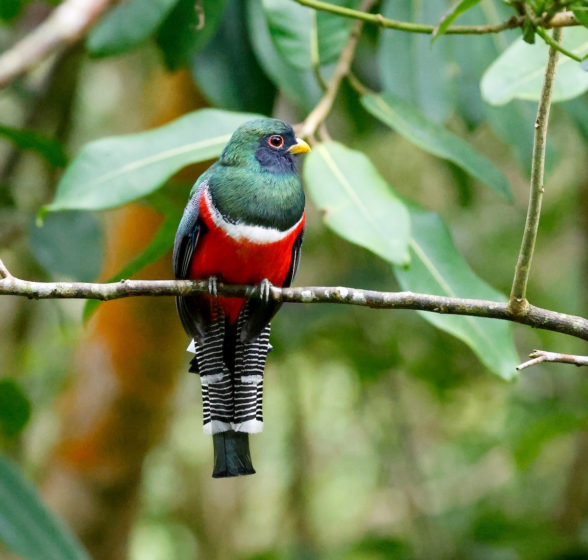 båndtrogon - ML644050736