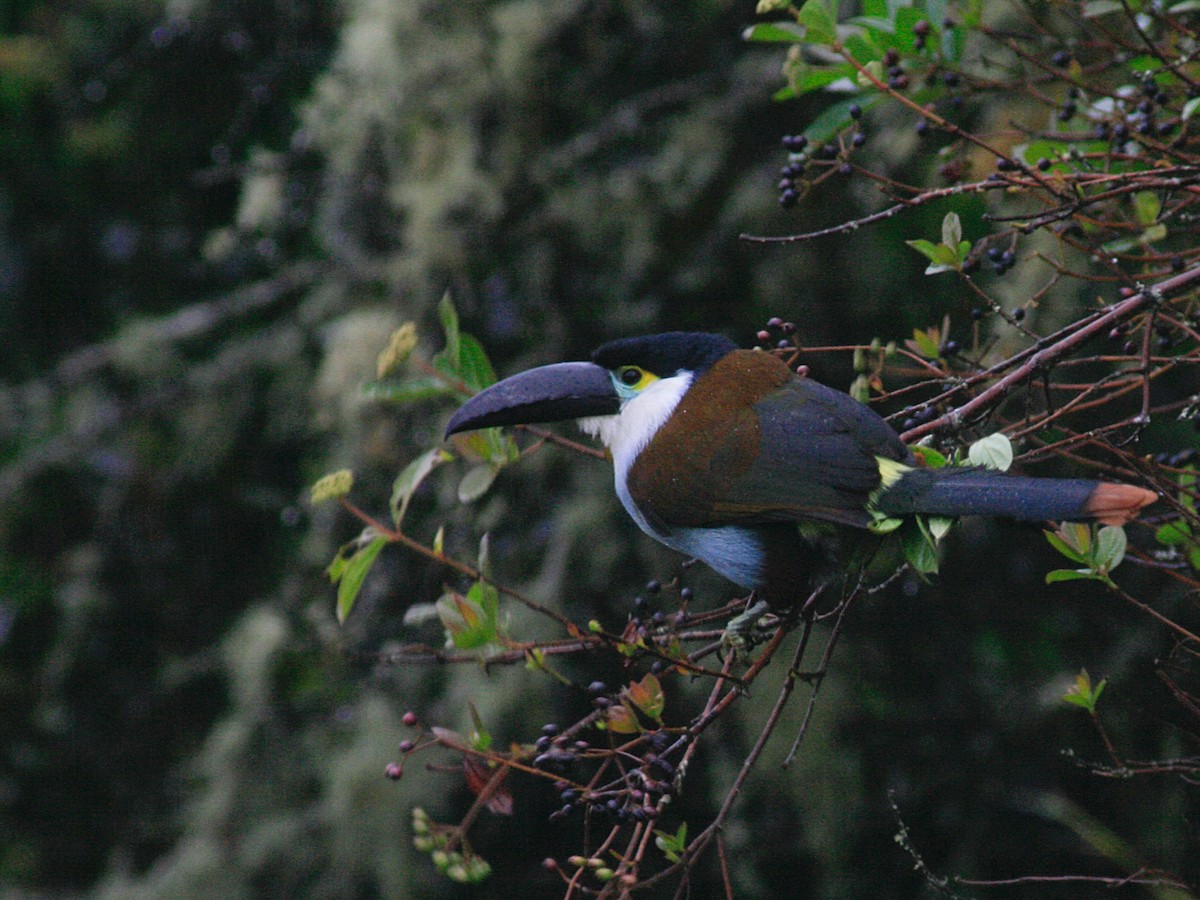 Black-billed Mountain-Toucan - ML644050742