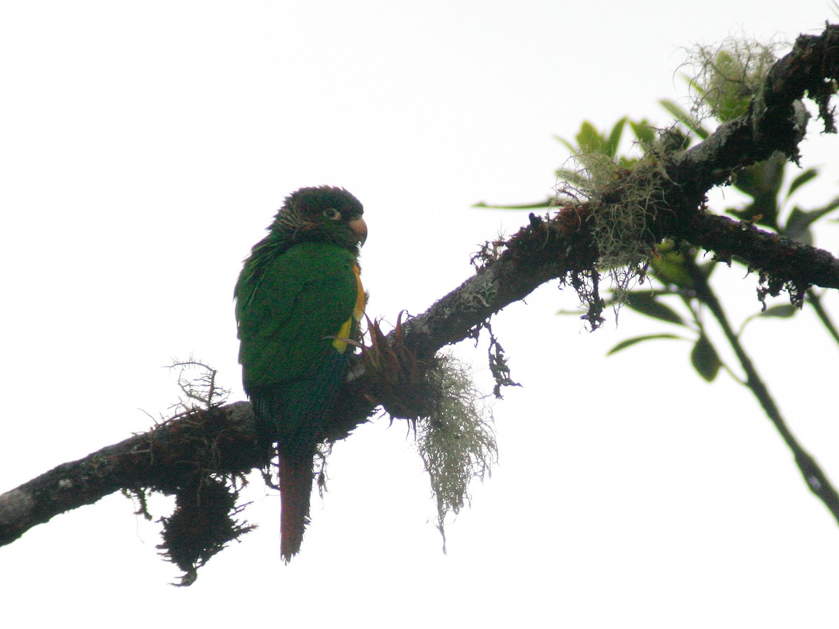 Brown-breasted Parakeet - ML644050747