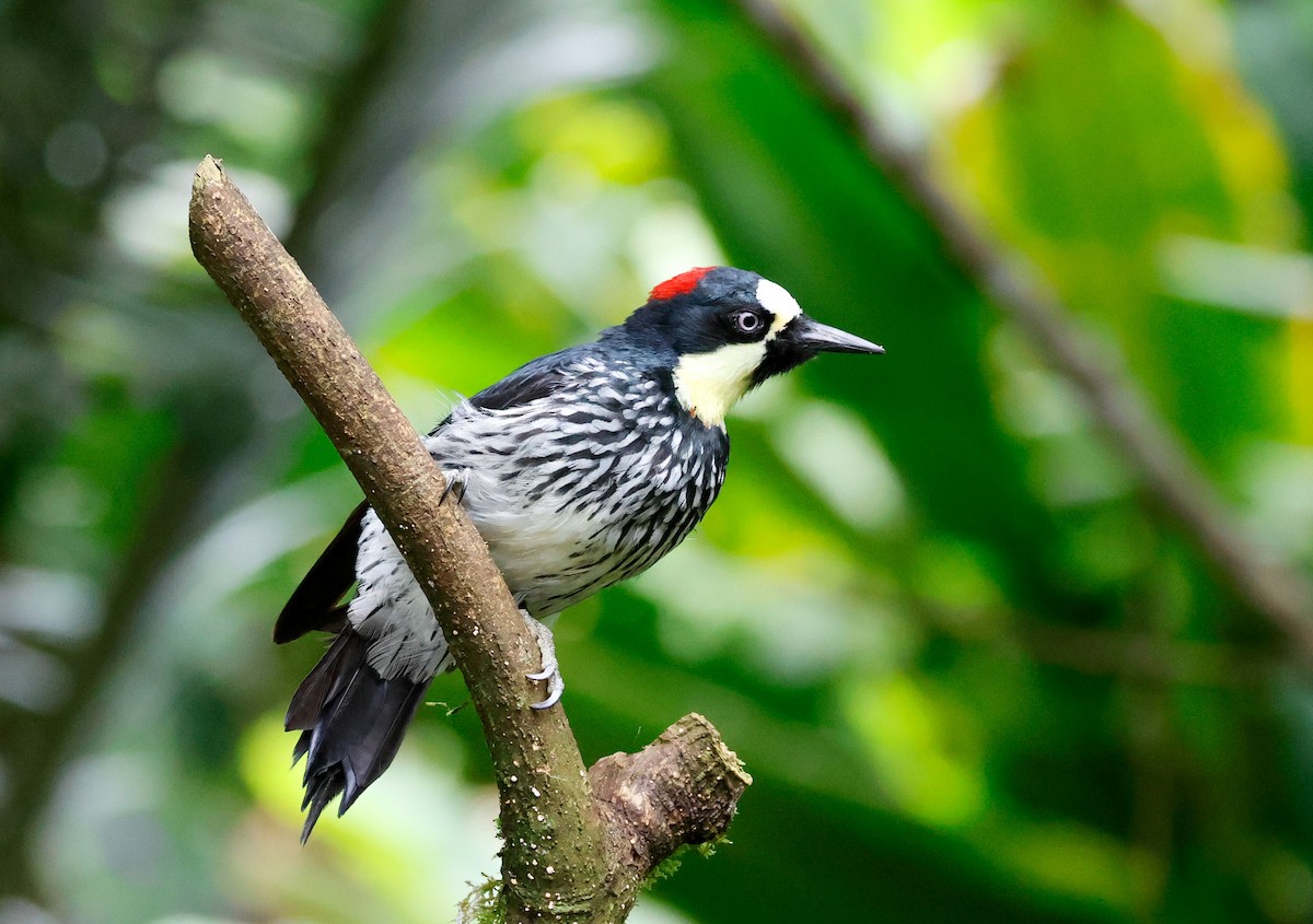 Acorn Woodpecker - ML644050755