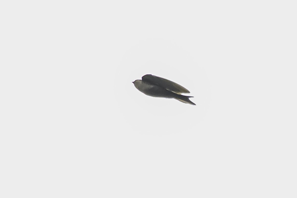 チャバラアイイロツバメ - ML644050756
