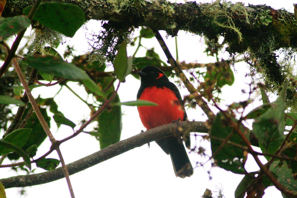 Scarlet-bellied Mountain Tanager - ML644050773
