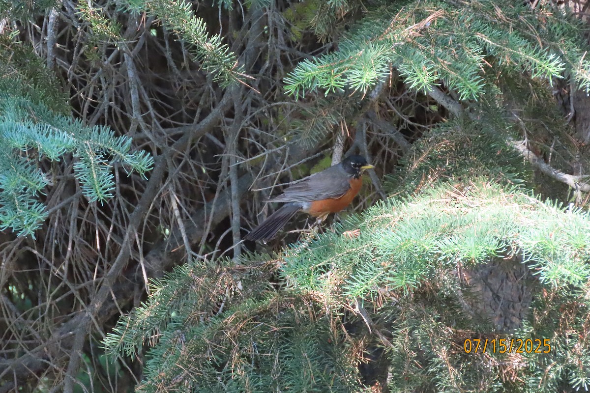 American Robin - ML644050793