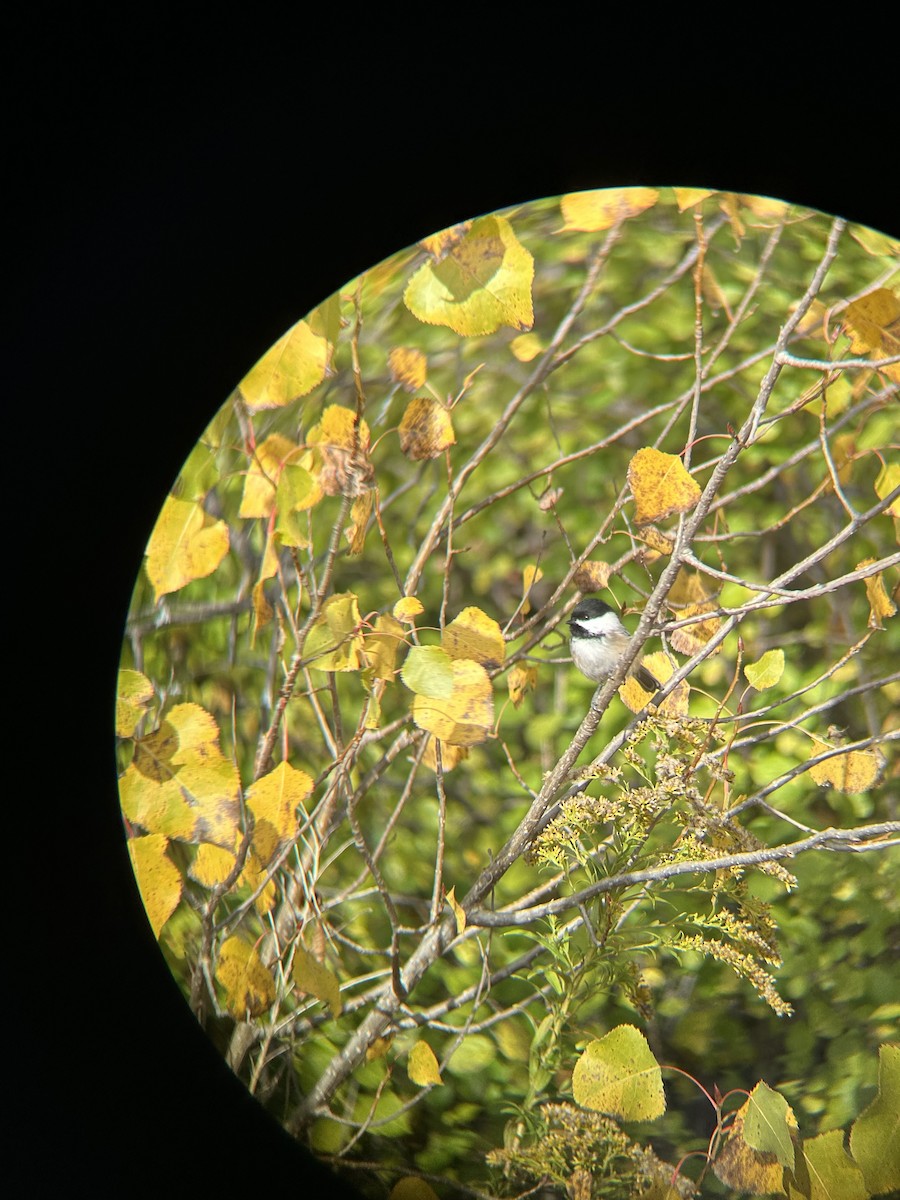 Black-capped Chickadee - ML644050797
