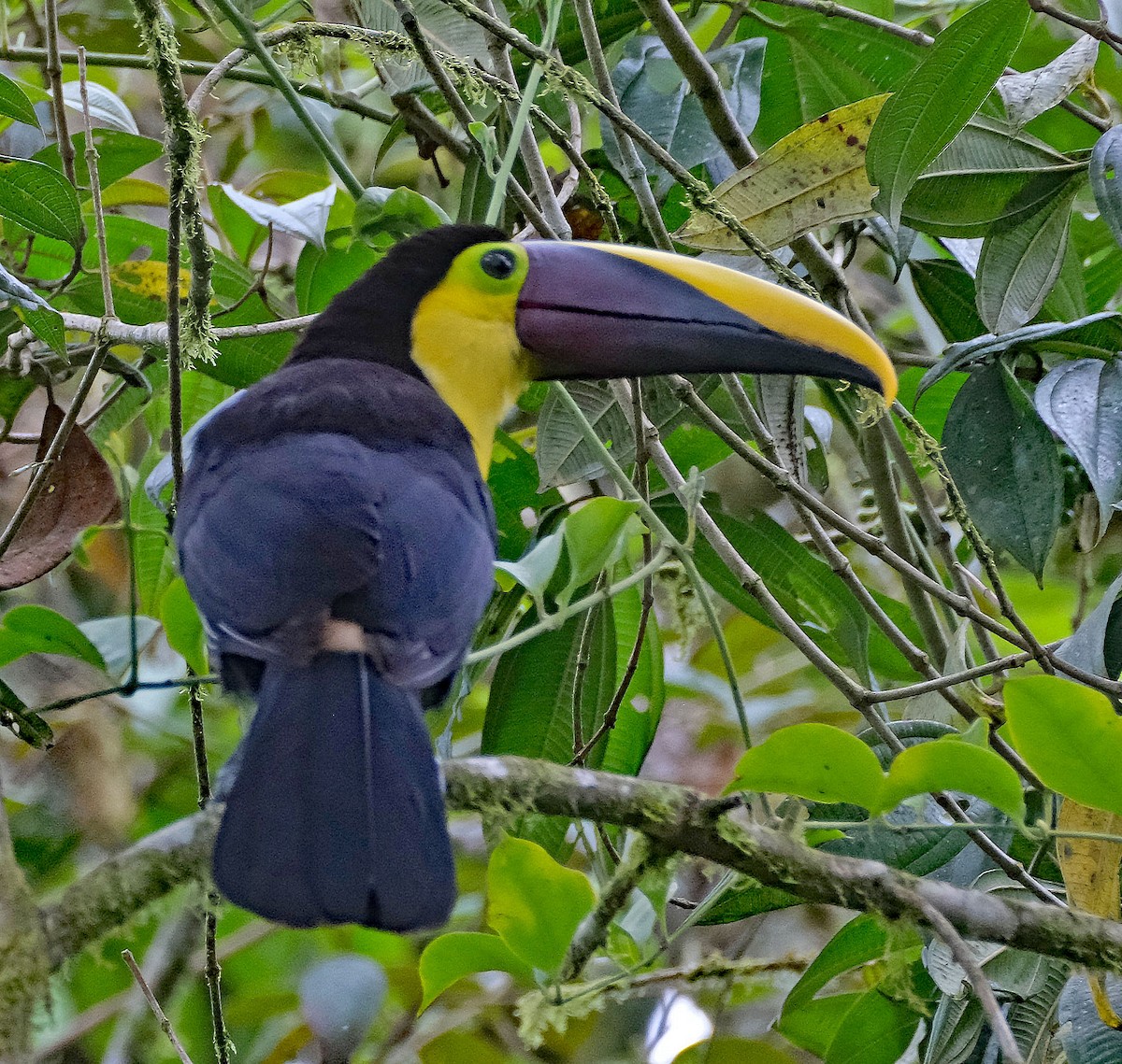 Toucan tocard - ML644050804