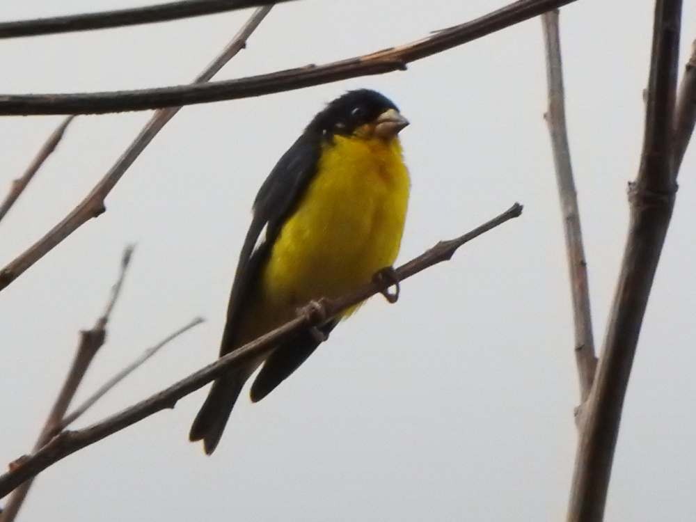 Lesser Goldfinch - ML644050808