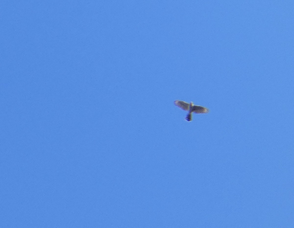 Cooper's Hawk - ML644050810