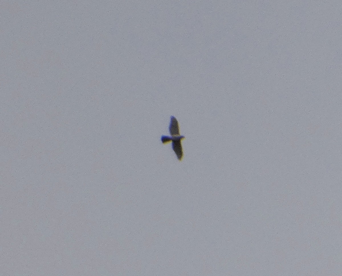Cooper's Hawk - ML644050811