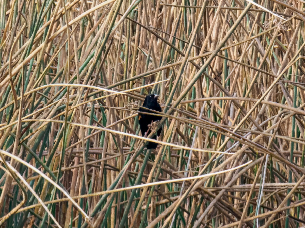 Red-winged Blackbird - ML644050814