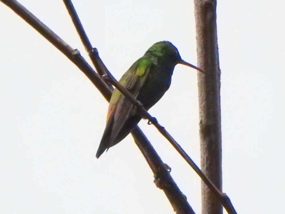 Copper-rumped Hummingbird - ML644050816