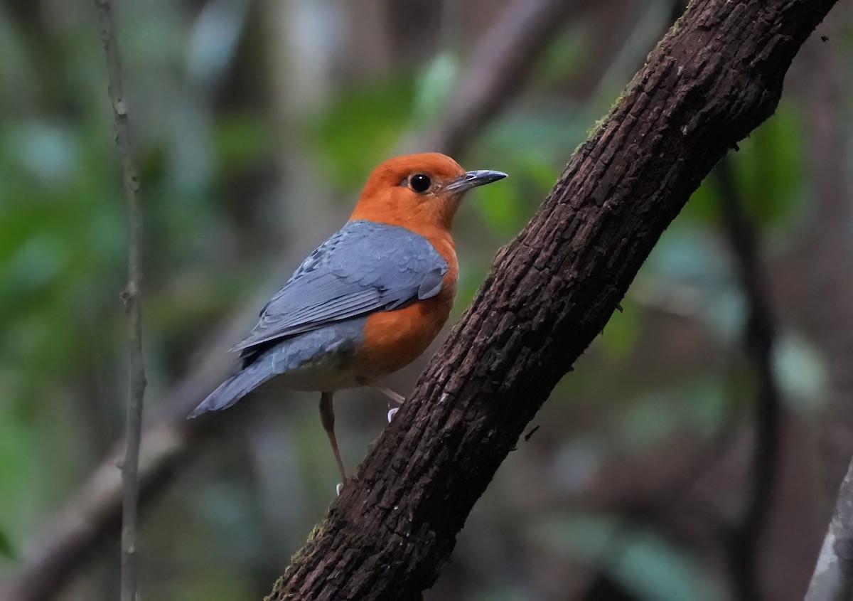 Orange-headed Thrush (Orange-headed) - ML644050820
