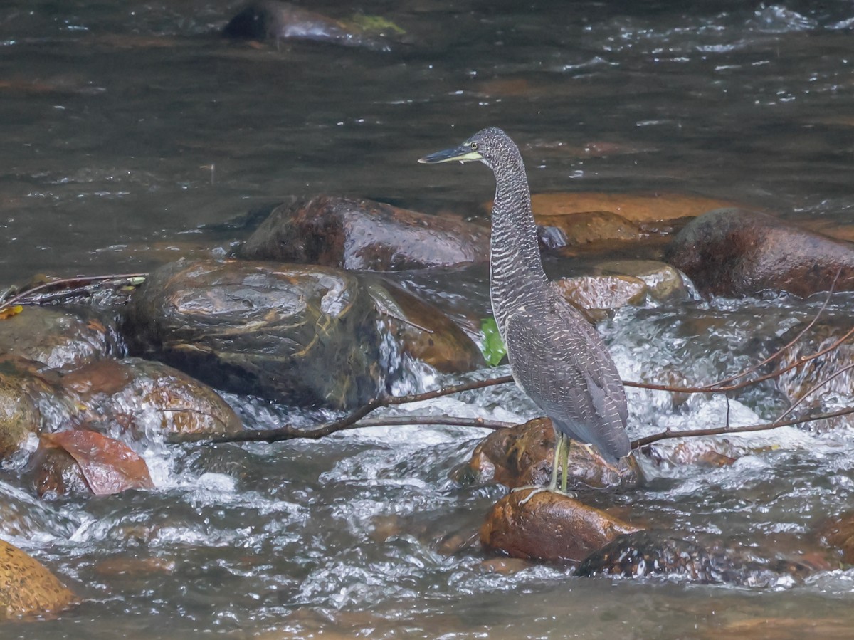 Fasciated Tiger-Heron - ML644050821