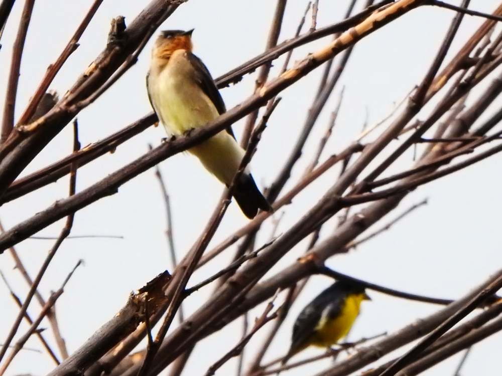Southern Rough-winged Swallow - ML644050824