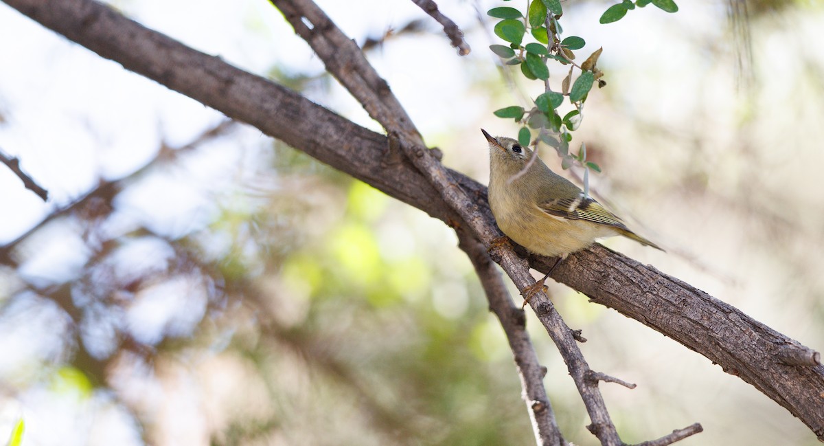 Ruby-crowned Kinglet - ML644050827