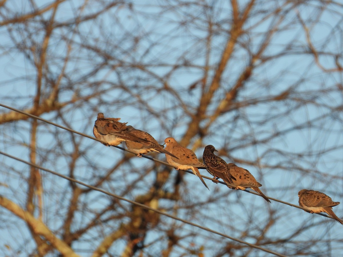 Mourning Dove - ML644050828