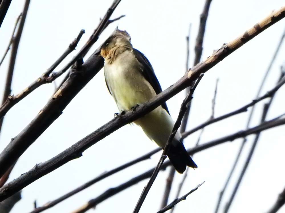Southern Rough-winged Swallow - ML644050832